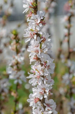Nankingkirsche `Orient´ Prunus Tomentosa Orient