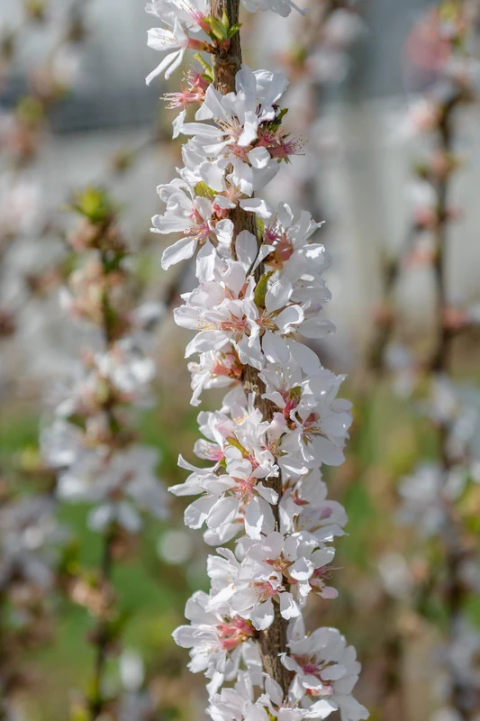 Nankingkirsche `Orient´ Prunus Tomentosa Orient 1 Nankingkirsche `Orient´ Prunus Tomentosa Orient