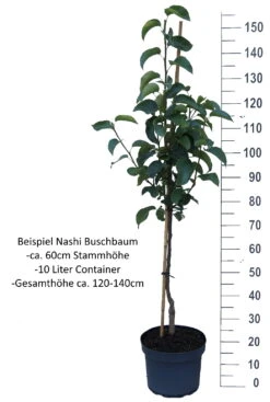 Nashi Hakko Pyrus Pyrifolia `Hakko´ -Deutschland Gartenbedarf Verkäufe 2024 Nashi Buschbaum weissDjpDrS4oBLLWd