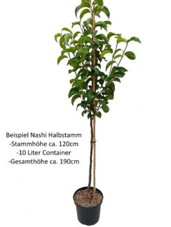 Benita®, Kreuzung Aus Birne Und Nashi Pyrus Pyrifolia `Benita´ 7 Benita®, Kreuzung Aus Birne Und Nashi Pyrus Pyrifolia `Benita´ -Deutschland Gartenbedarf Verkäufe 2024 Nashi Halbstamm1QA3uvqrlhlbLZ
