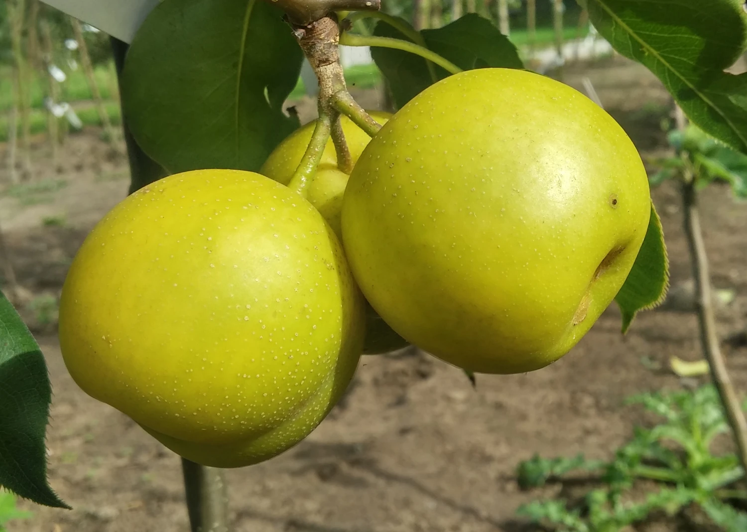 Nashi Nijiseiki Pyrus Pyrifolia `Nijiseiki´ 2 Nashi Nijiseiki Pyrus Pyrifolia `Nijiseiki´ – Bild 2