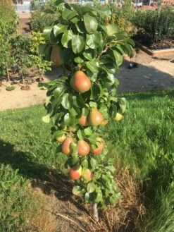 Säulenbirne `Obelisk®´ Pyrus Communis `Obelisk®´ -Deutschland Gartenbedarf Verkäufe 2024 Obeslisk2