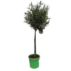 Olivenbaum - Stämmchen Olea Europaea 5 Olivenbaum - Stämmchen Olea Europaea -Deutschland Gartenbedarf Verkäufe 2024 Olivenbaum 1