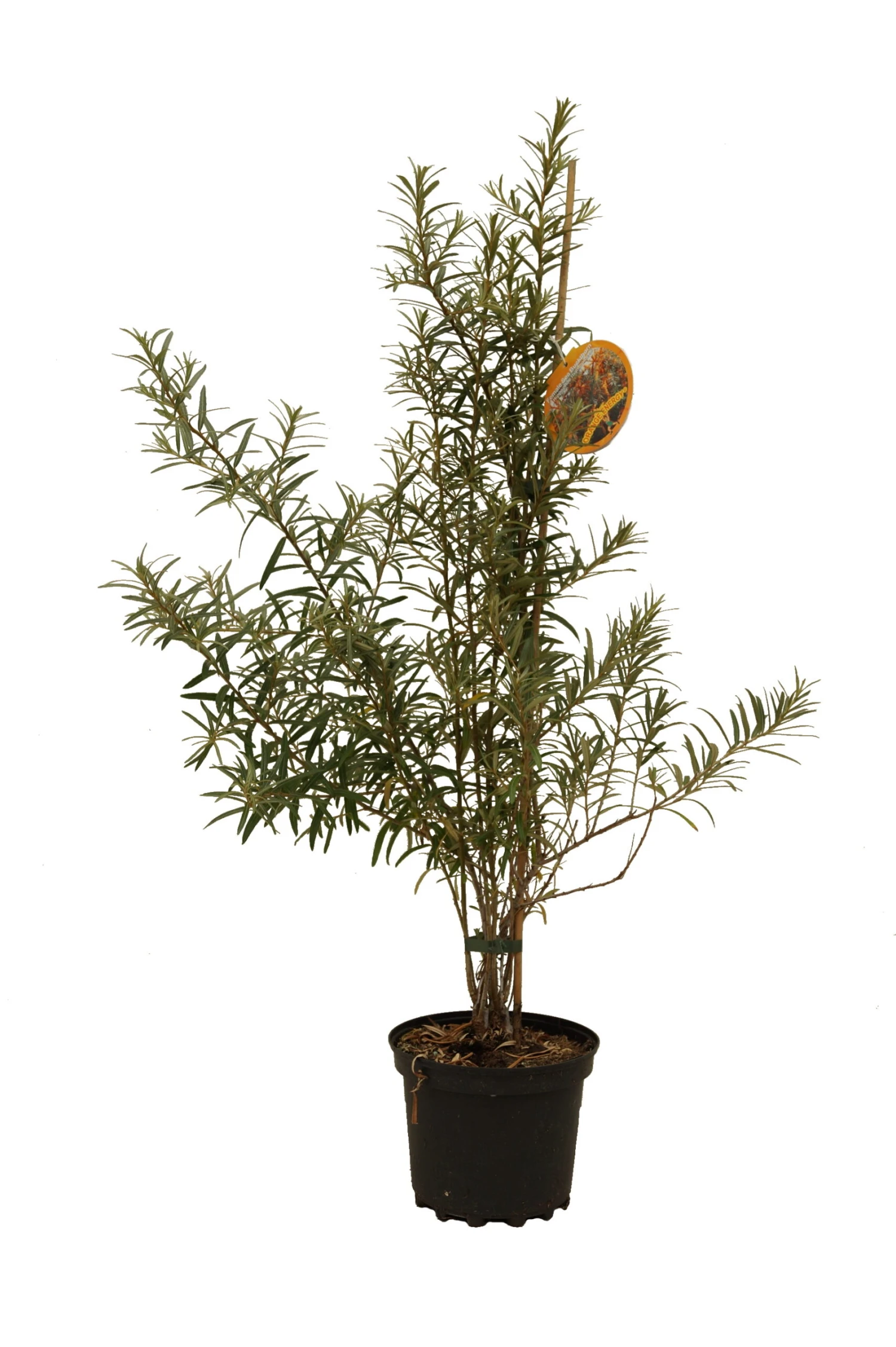 Sanddorn-Set Mit Orange Energy (weiblich) & Pollmix (männ.) Hippophae Rhamnoides 2 Sanddorn-Set Mit Orange Energy (weiblich) & Pollmix (männ.) Hippophae Rhamnoides – Bild 2