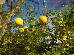 Dreiblättrige Orange Poncirus Trifoliata 9 Dreiblättrige Orange Poncirus Trifoliata -Deutschland Gartenbedarf Verkäufe 2024 PONCIRUS trifoliata