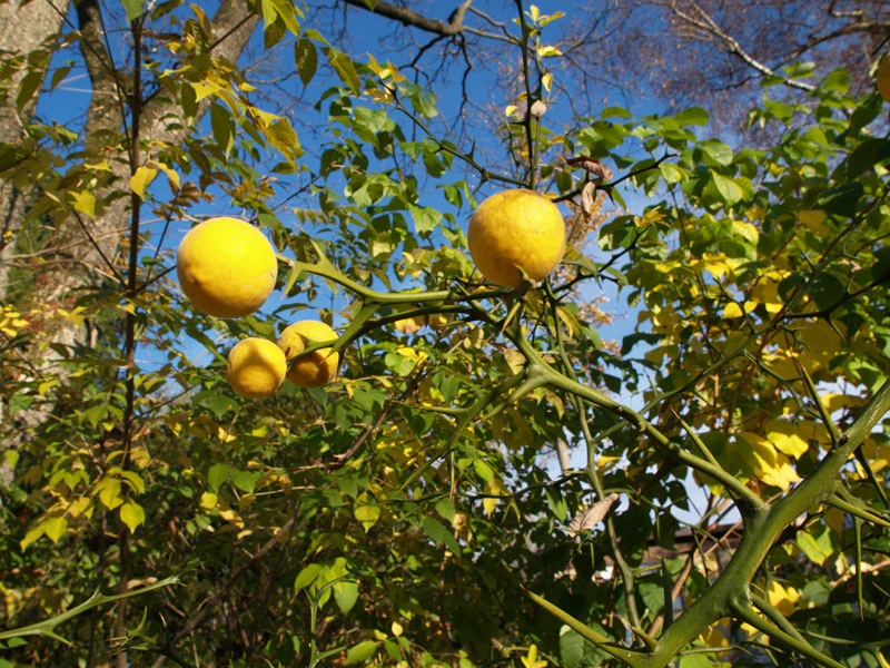 Dreiblättrige Orange Poncirus Trifoliata 5 Dreiblättrige Orange Poncirus Trifoliata – Bild 5