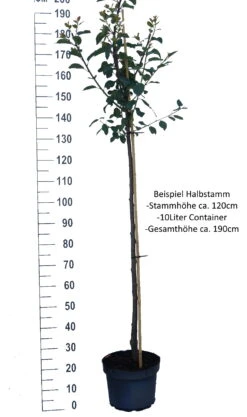 Hanita ® Prunus Domestica `Hanita -Deutschland Gartenbedarf Verkäufe 2024 Pflaume Beispiel HalbstammdwV8qbkyQhIac