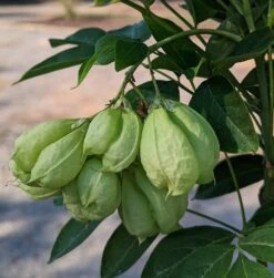 Rispen-Pimpernuss Staphylea Pinnata 8 Rispen-Pimpernuss Staphylea Pinnata -Deutschland Gartenbedarf Verkäufe 2024 Pimpernuss Frucht1