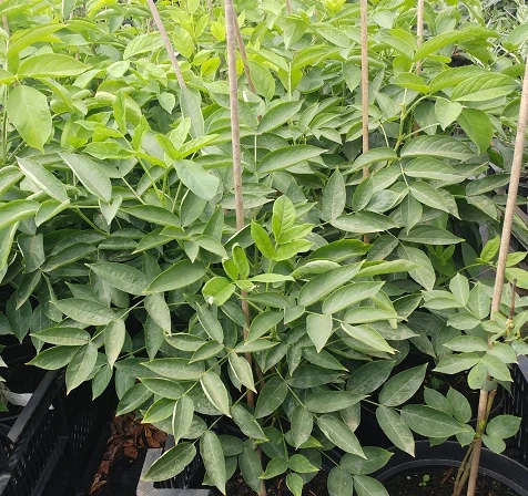 Rispen-Pimpernuss Staphylea Pinnata 2 Rispen-Pimpernuss Staphylea Pinnata – Bild 2