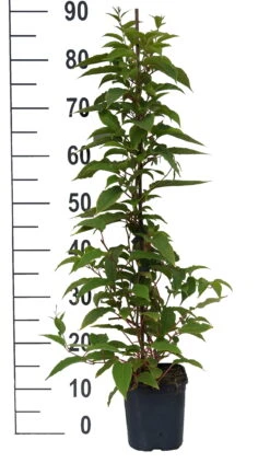 Deutschland Gartenbedarf Verkäufe 2024 -Deutschland Gartenbedarf Verkäufe 2024 Pink Jumbo weiss