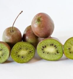 Deutschland Gartenbedarf Verkäufe 2024 23 Großfrüchtige Bayern-Kiwi `Pink Jumbo´ Actinidia Arguta `Pink Jumbo´