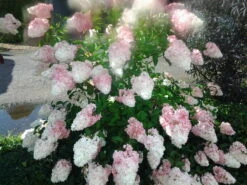 Rispenhortensie `Vanille-Fraise´ Hydrangea Paniculata `Vanille Fraise´ 11 Rispenhortensie `Vanille-Fraise´ Hydrangea Paniculata `Vanille Fraise´ -Deutschland Gartenbedarf Verkäufe 2024 Pinky Winkie Hortensie5936a36f54caf