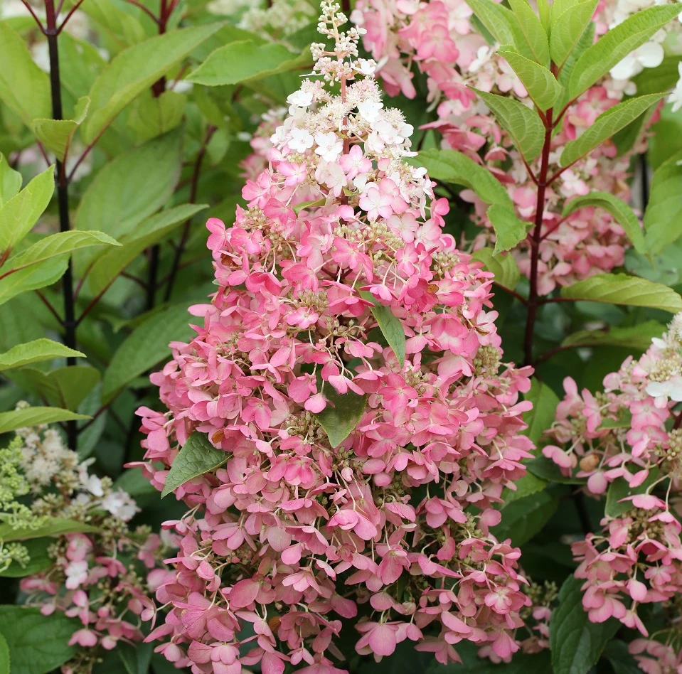 Rispenhortensie Pinky Winky ® Hydrangea Paniculata `Pinky Winky´ 1 Rispenhortensie Pinky Winky ® Hydrangea Paniculata `Pinky Winky´
