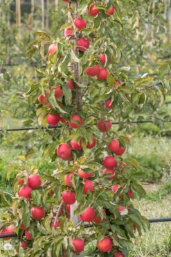 Pinova ® Malus Domestica 9 Pinova ® Malus Domestica -Deutschland Gartenbedarf Verkäufe 2024 Pinova am Baum