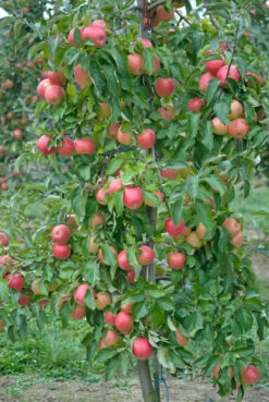 Pinova ® Malus Domestica 8 Pinova ® Malus Domestica -Deutschland Gartenbedarf Verkäufe 2024 Pinova3