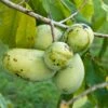 Veredelte Indianerbanane (Paw Paw) `Prima 1216´ (40-60cm) Asimina Triloba `Prima 1216´