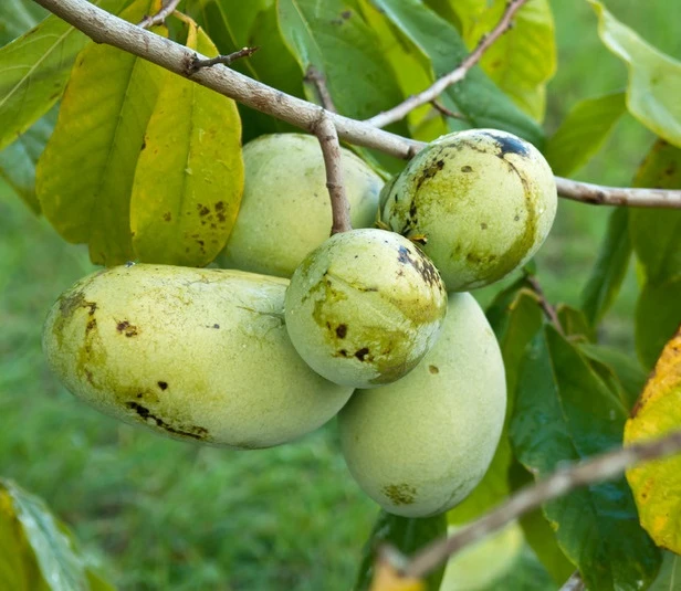 Veredelte Indianerbanane (Paw Paw) `Prima 1216´ (40-60cm) Asimina Triloba `Prima 1216´ 1 Veredelte Indianerbanane (Paw Paw) `Prima 1216´ (40-60cm) Asimina Triloba `Prima 1216´