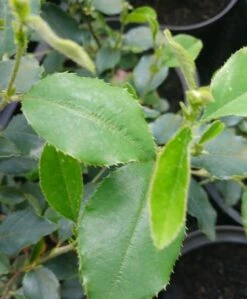 Chinesische Quitte / Holzquitte Pseudocydonia Sinensis -Deutschland Gartenbedarf Verkäufe 2024 Pseudonya sinensis chinesische Quitte