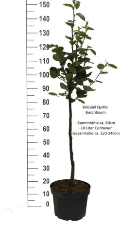 Cydora Robusta Cydonia Oblonga `Cydora Robusta´ 6 Cydora Robusta Cydonia Oblonga `Cydora Robusta´ -Deutschland Gartenbedarf Verkäufe 2024 Quitte Beispiel buschbaum weissjkFpXeMpz2mA0