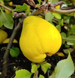 Chinesische Quitte / Holzquitte Pseudocydonia Sinensis -Deutschland Gartenbedarf Verkäufe 2024 Quitte Holzquitte
