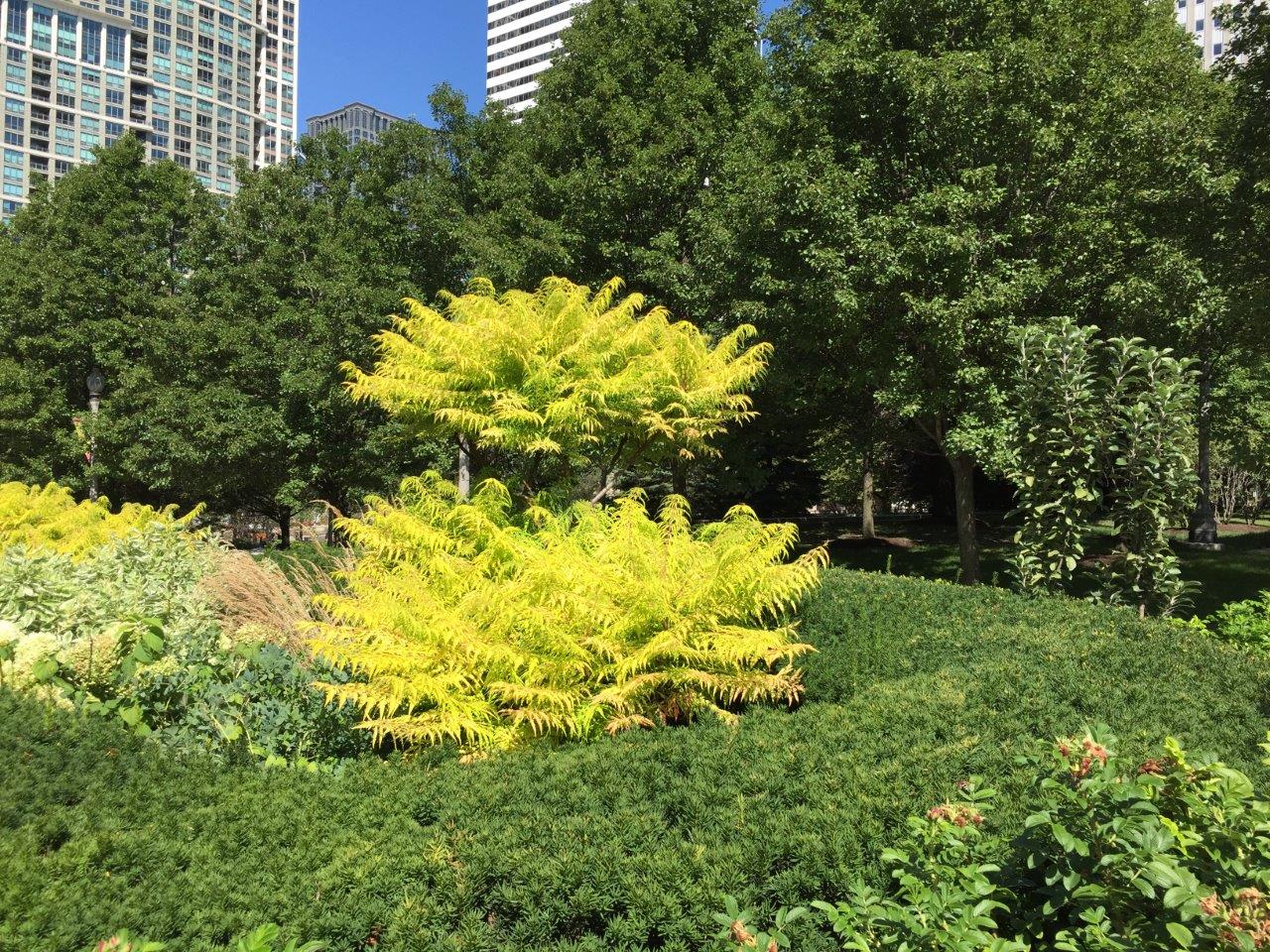 Deutschland Gartenbedarf Verkäufe 2024 10 Deutschland Gartenbedarf Verkäufe 2024 -Deutschland Gartenbedarf Verkäufe 2024 RHUS typhina Tiger Eyes 18