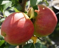 Rebella ® Malus Domestica 10 Rebella ® Malus Domestica -Deutschland Gartenbedarf Verkäufe 2024 RebellaJzAGDJsc1LAKH