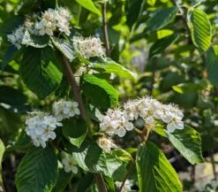 Erlenblättrige Eberesche `Red Bird´ Sorbus Alnifolia `Red Bird´ 7 Erlenblättrige Eberesche `Red Bird´ Sorbus Alnifolia `Red Bird´ -Deutschland Gartenbedarf Verkäufe 2024 Red Bird 1