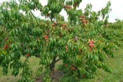 Pfirsich Red Haven Prunus Persica `Red Haven´ 10 Pfirsich Red Haven Prunus Persica `Red Haven´ -Deutschland Gartenbedarf Verkäufe 2024 Red HAven Baum