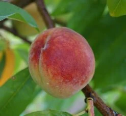 Pfirsich Red Haven Prunus Persica `Red Haven´ 11 Pfirsich Red Haven Prunus Persica `Red Haven´ -Deutschland Gartenbedarf Verkäufe 2024 Red Haven