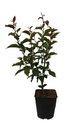 Säulenzierapfel "Red Obelisk" Malus `Red Obelisk´ -Deutschland Gartenbedarf Verkäufe 2024 Red Obelisk12