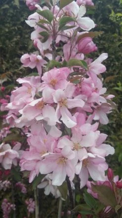 Säulenzierapfel "Red Obelisk" Malus `Red Obelisk´ -Deutschland Gartenbedarf Verkäufe 2024 Red Obelisk5728ab6c725bc