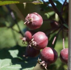 Säulenzierapfel "Red Obelisk" Malus `Red Obelisk´ -Deutschland Gartenbedarf Verkäufe 2024 Red Obelisk5b3b7e7a79821
