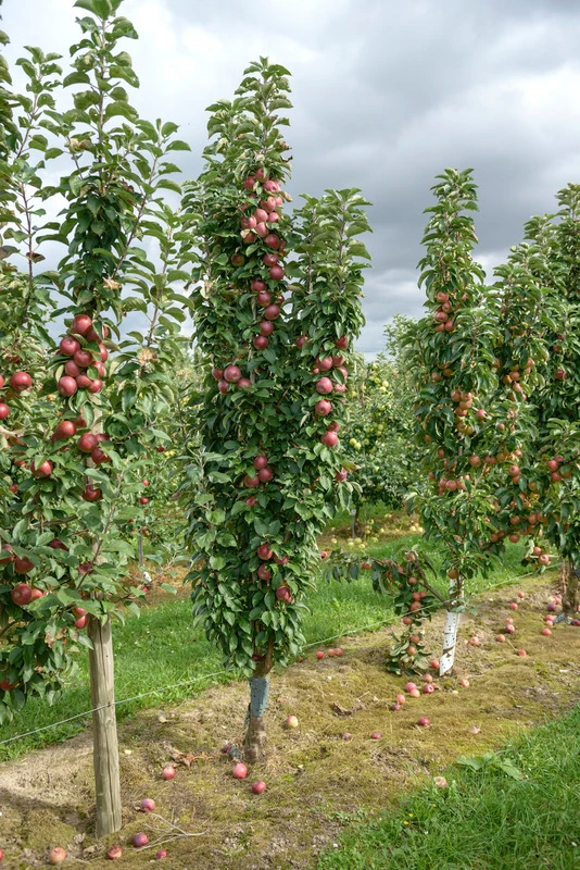 Säulenapfel `Red River´ Malus Domestica `Red River´ 1 Säulenapfel `Red River´ Malus Domestica `Red River´