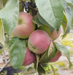 Säulenapfel `Red River´ Malus Domestica `Red River´ 7 Säulenapfel `Red River´ Malus Domestica `Red River´ -Deutschland Gartenbedarf Verkäufe 2024 Red River