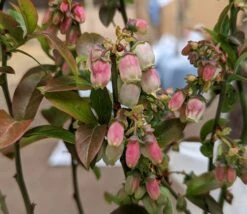 Heidelbeere - Reka Vaccinum Corymbosum `Reka´ -Deutschland Gartenbedarf Verkäufe 2024 Reka Bl te