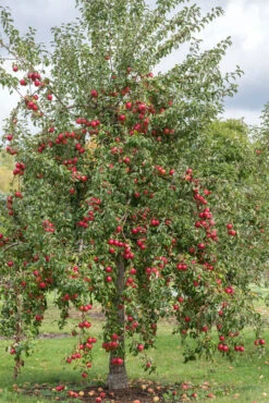 Rewena ® Malus Domestica 8 Rewena ® Malus Domestica -Deutschland Gartenbedarf Verkäufe 2024 Rewena