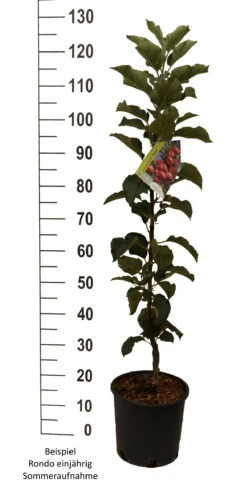 Säulenapfel `Rondo´ Malus Domestica `Rondo´ 12 Säulenapfel `Rondo´ Malus Domestica `Rondo´ -Deutschland Gartenbedarf Verkäufe 2024 Rondo einj hrig weiss