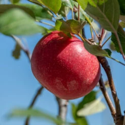 Rosette® Malus Domestica -Deutschland Gartenbedarf Verkäufe 2024 Rosette 2