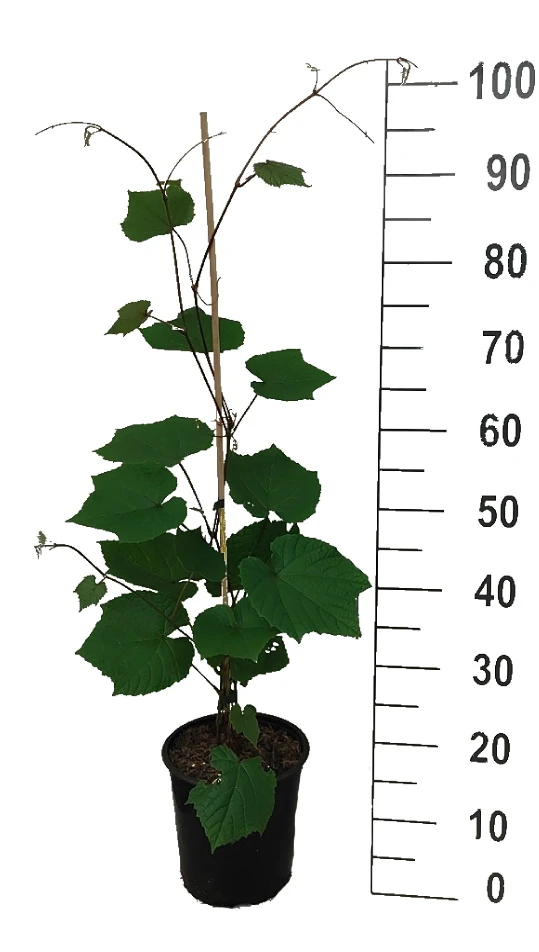 Rostrote Weinrebe / Scharlachwein Vitis Coignetiae 2 Rostrote Weinrebe / Scharlachwein Vitis Coignetiae – Bild 2