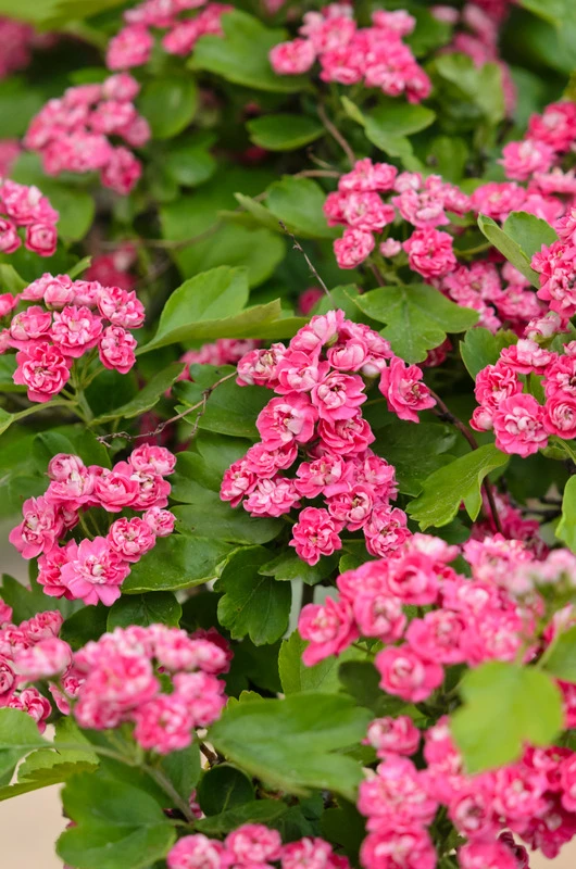 Rotdorn `Pauls Scarlet´ Crataegus Laevigata `Pauls Scarlet´ 2 Rotdorn `Pauls Scarlet´ Crataegus Laevigata `Pauls Scarlet´ – Bild 2