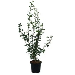 Rotdorn `Pauls Scarlet´ Crataegus Laevigata `Pauls Scarlet´ 9 Rotdorn `Pauls Scarlet´ Crataegus Laevigata `Pauls Scarlet´ -Deutschland Gartenbedarf Verkäufe 2024 Rotdorn Pauls Scarlet