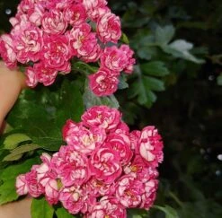 Rotdorn `Pauls Scarlet´ Crataegus Laevigata `Pauls Scarlet´ 8 Rotdorn `Pauls Scarlet´ Crataegus Laevigata `Pauls Scarlet´ -Deutschland Gartenbedarf Verkäufe 2024 Rotdorn bl te