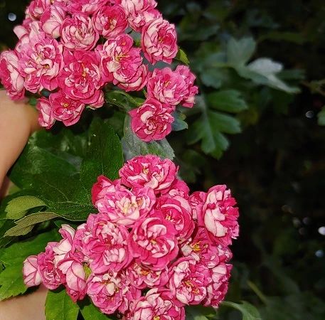 Rotdorn `Pauls Scarlet´ Crataegus Laevigata `Pauls Scarlet´ 4 Rotdorn `Pauls Scarlet´ Crataegus Laevigata `Pauls Scarlet´ – Bild 4