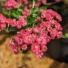 Rotdorn `Pauls Scarlet´ Crataegus Laevigata `Pauls Scarlet´