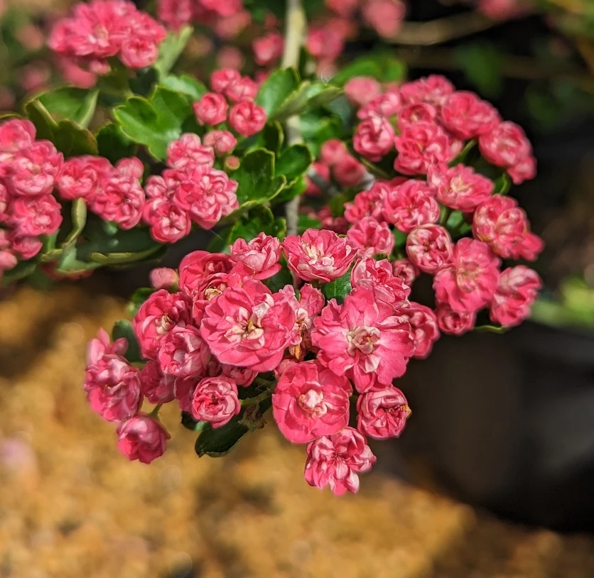 Rotdorn `Pauls Scarlet´ Crataegus Laevigata `Pauls Scarlet´ 1 Rotdorn `Pauls Scarlet´ Crataegus Laevigata `Pauls Scarlet´
