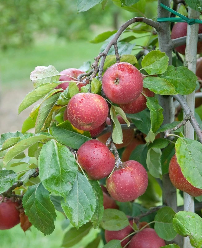 Roter Boskoop Malus Domestica 2 Roter Boskoop Malus Domestica – Bild 2