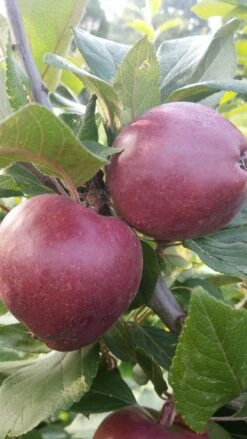 Rotfleischiger Apfel Malus Domestica -Deutschland Gartenbedarf Verkäufe 2024 Rotfleishciger APfel