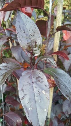 Zierapfel Royalty Malus `Royalty´ -Deutschland Gartenbedarf Verkäufe 2024 Royalty