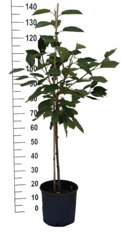 Schneiders Späte Knorpelkirsche Prunus Avium `Schneider´s Späte Knorpelkirsche´ -Deutschland Gartenbedarf Verkäufe 2024 S sskirsche Beispiel BuschbaumSspZcIS08ZKVN