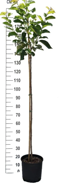 Sunburst-selbstfruchtbar Prunus Avium `Sunburst´ 7 Sunburst-selbstfruchtbar Prunus Avium `Sunburst´ -Deutschland Gartenbedarf Verkäufe 2024 S sskirsche Beispiel Halbstammovzdmj0fgWMqZ